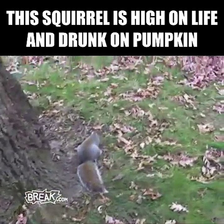 Un écureuil totalement ivre d'avoir mangé de la citrouille fermentée