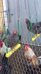 Chickens Have Fun on Swings