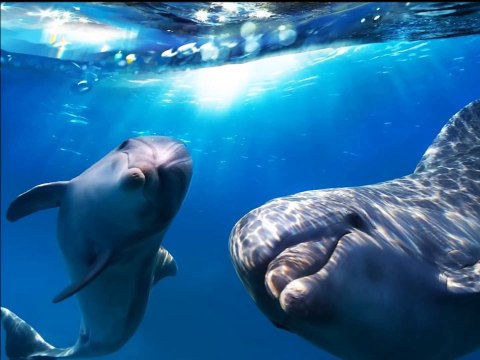 Deniz sesleri. Ses yunus - Bölüm 2 - ☯ Kanal Relax Müzik