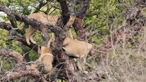 Lioness pushes another lion out of a tree ()