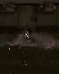 New York Subway Rats Have Tug-of-War Over French Fry