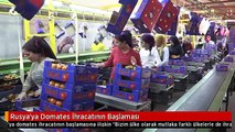 Rusya'ya Domates İhracatının Başlaması