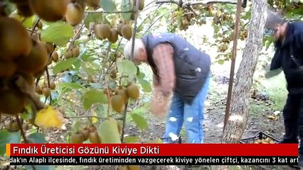 Fındık Üreticisi Gözünü Kiviye Dikti