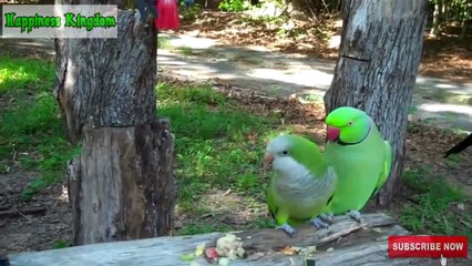 Piano Happiness Variations ~ Diamond Yohann Mickael Bach