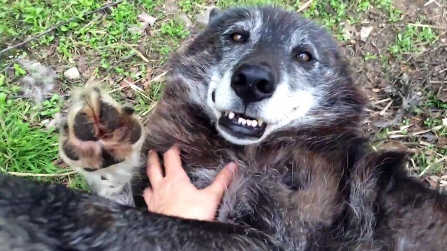 Et oui les loups sont juste des gros toutous affectueux