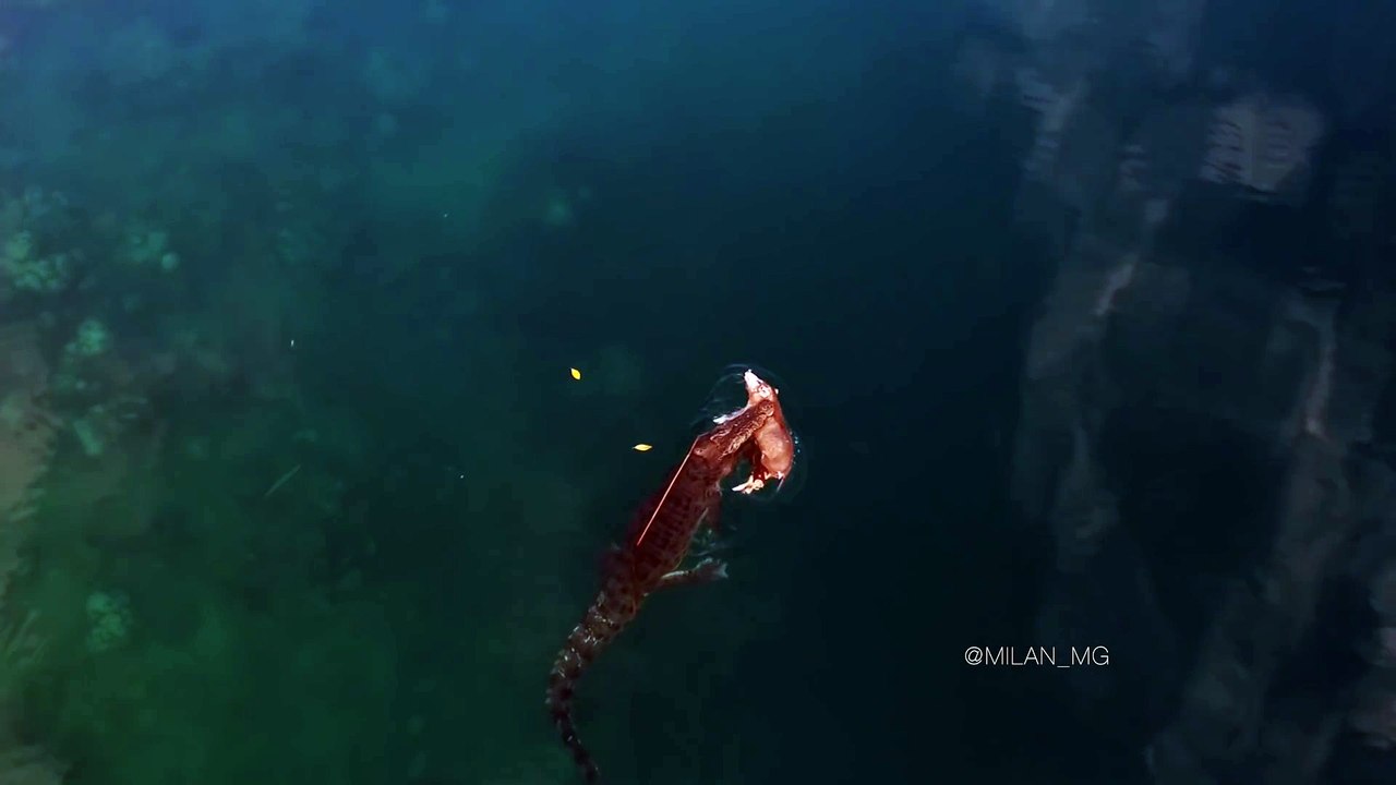 Un crocodile énorme avec un cochon dans la gueule... Dingue