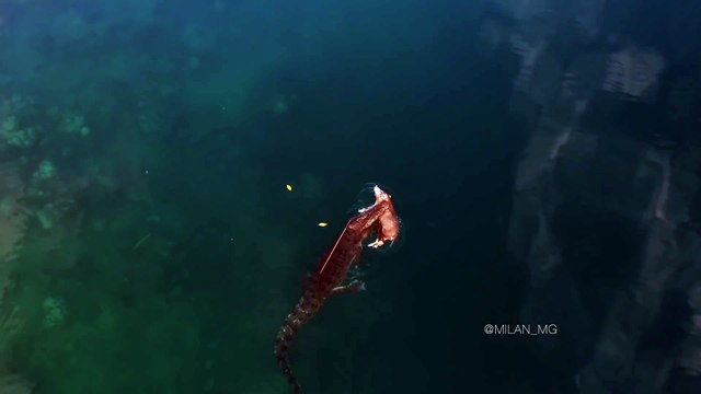 Un crocodile énorme avec un cochon dans la gueule... Dingue