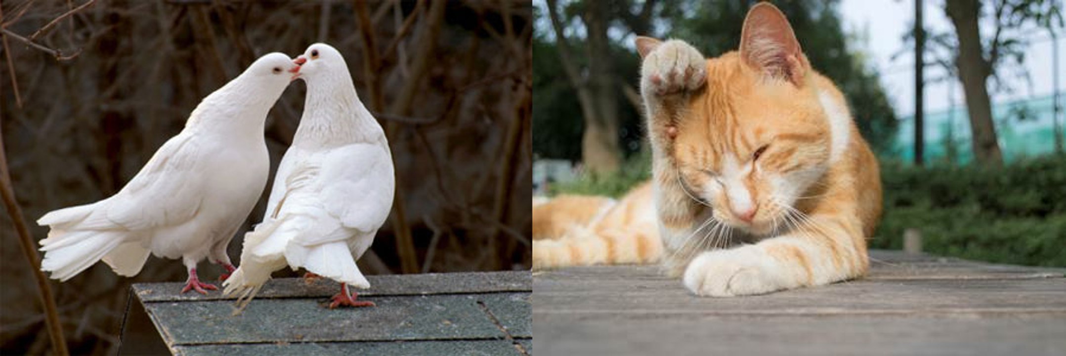 How to combine two photos together|two pictures | two images| merge photos using GIMP