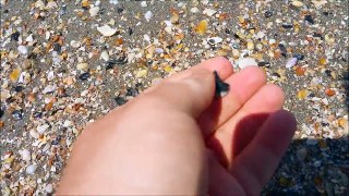 Myrtle Beach Shark Teeth (Collecting Tips & much more!)