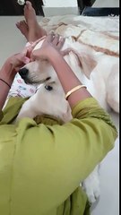 Golden Retriever Champs loves doing facial at home