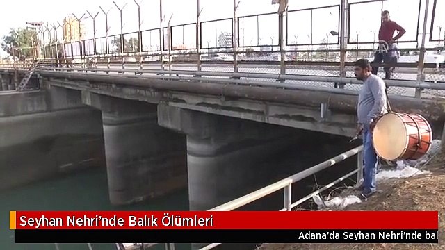 Seyhan Nehri'nde Balık Ölümleri