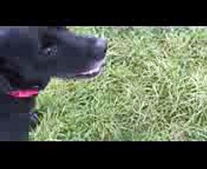 Action-Filme mit Hund - Action-Cam - Hunde Labrador (1)