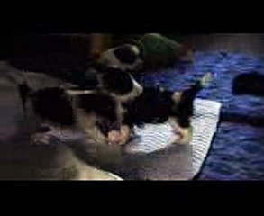 Kopia filmu Maluchy w akcji