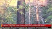 Trabzon Yangında Zarar Gören Çamburnu Ormanından Kötü Haber