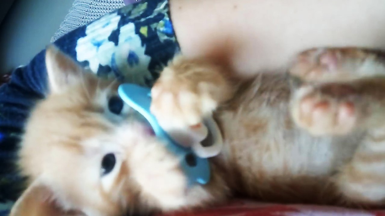 Un chaton tête une tétine