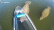 Endangered manatees seen from a see-through canoe