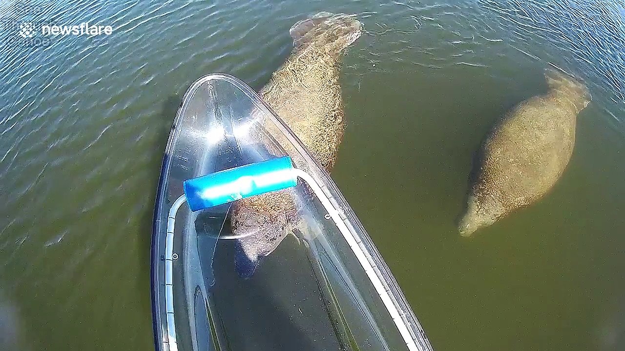 Endangered manatees seen from a see-through canoe
