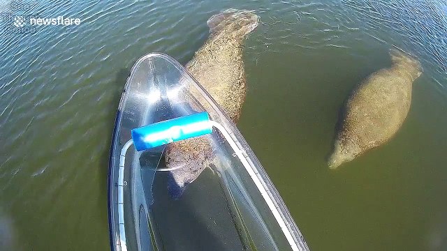 Endangered manatees seen from a see-through canoe