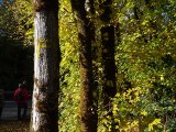 forêt de Mervent (vendée - automne 2017)