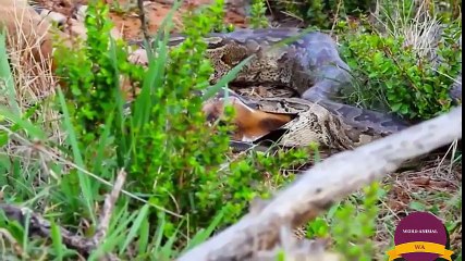 3Elephants Save Impala From 10 Wild Dogs, Deer vs Python vs Family Warthog, Lions Vs Buffalo