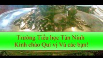 Văn nghê, sự kiên, hình ảnh, hoạt động của trường tiểu học Tân Ninh, (2)