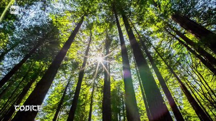 I robot, umani, troppo umani