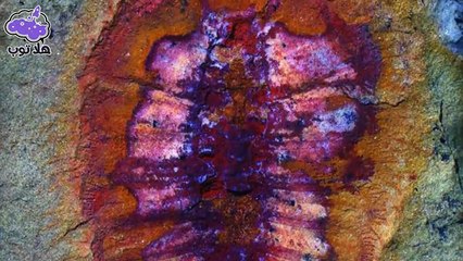 ماذا وجدوا في داخل هذه الأحجار  اكتشافات رهيبة