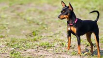 أصغر 10 فصائل كلاب في العالم 