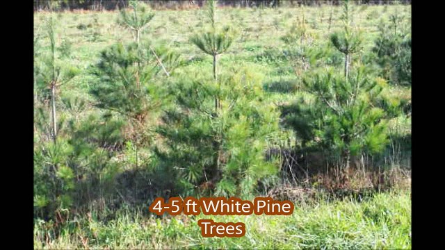 Pines and Spruces 4-5 ft tall