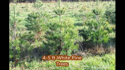 Pines and Spruces 4-5 ft tall