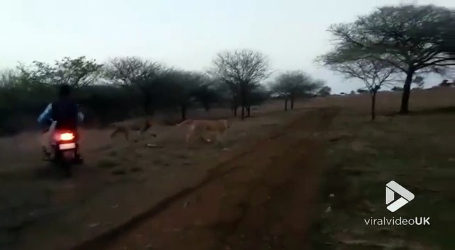 Ils roulent en moto après une meute de lions dans la savane !