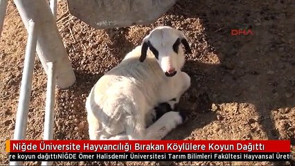 Niğde Üniversite Hayvancılığı Bırakan Köylülere Koyun Dağıttı