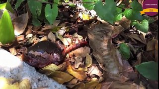 6Impressive! Frog eat Snake and Rat - Frog vs Centipede, Fog vs Lobster
