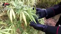 Coltivava marijuana a Canosa di Puglia, arrestato barlettano