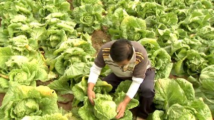 배추 '대풍'...올해도 이어지는 '산지 폐기' / YTN