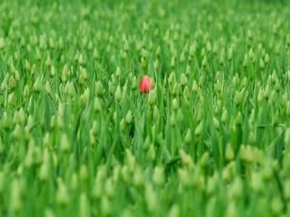 Koyanagi rumiko setono hanayome