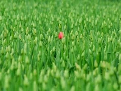 Koyanagi rumiko setono hanayome