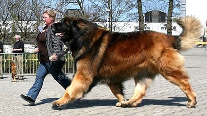 10 Giant Dog Breeds That Are Big Softies - YouTube