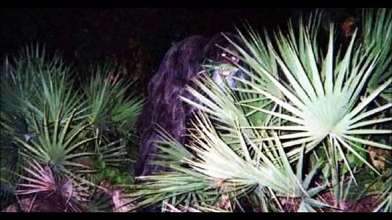 Myakka Skunk Ape Photos