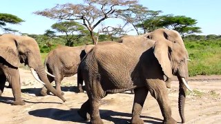 Beautiful Wildlife Of The Elephants (HD) / elephants in pure Nature..