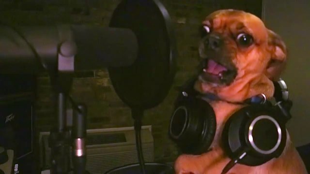 Ces chiens jouent de la musique bien énervée et c'est hilarant !
