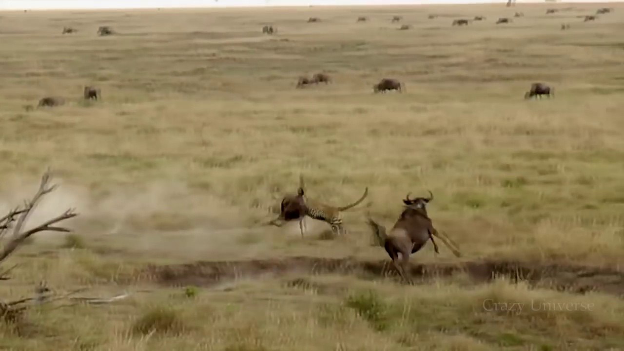 10 animaux qui en sauvent d'autres... même si ennemis !!