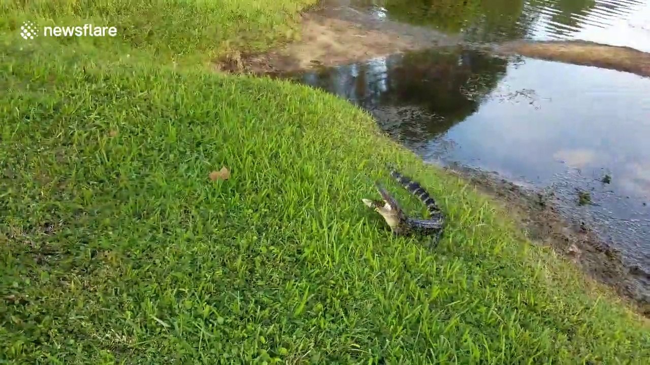 Il pêche et attrape... un bébé crocodile bien énervé !