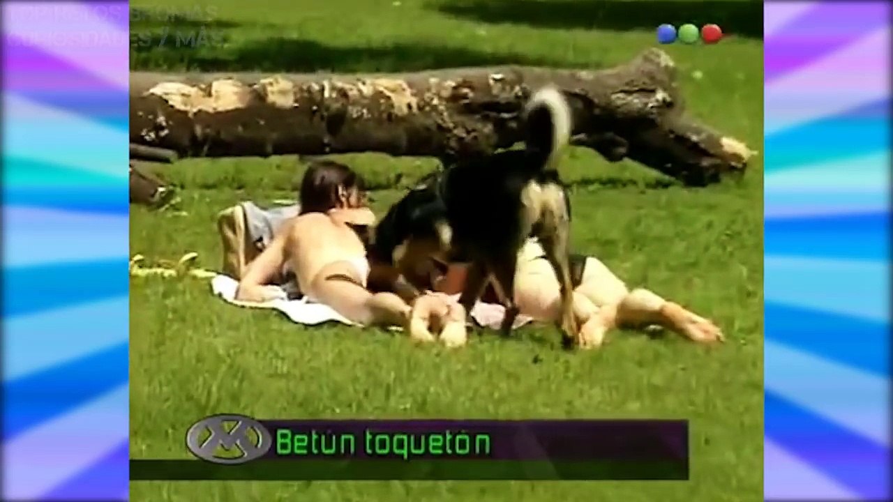 Broma de Risa Perro Olfatea Traseros