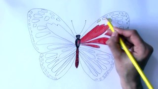 Уроки рисования. Как нарисовать бабочку