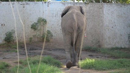 Exitosa operación a elefante africano en zoológico del norte de Colombia
