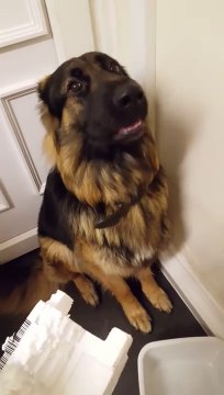 Trop mignon : ce chien qui a fait une bêtise tente de se faire pardonner