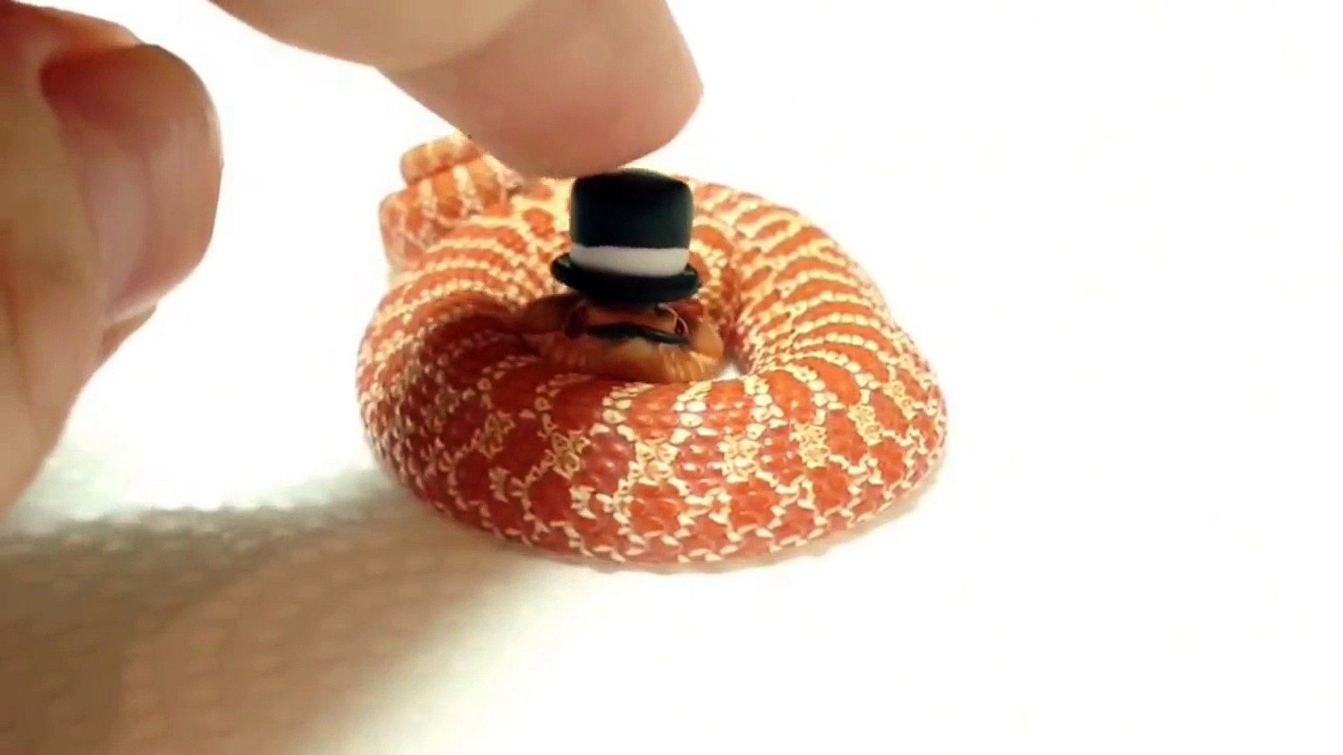 Elle Deguise Son Serpent Adorable Petit Chapeau Trop Mignon Video Dailymotion