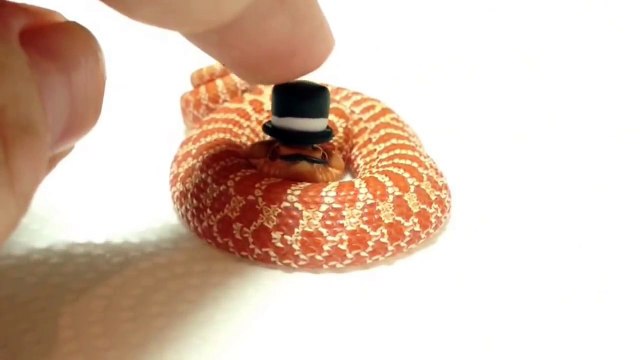 Elle déguise son serpent adorable, petit chapeau trop mignon