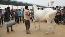 El caballo mas bailarin del mundo